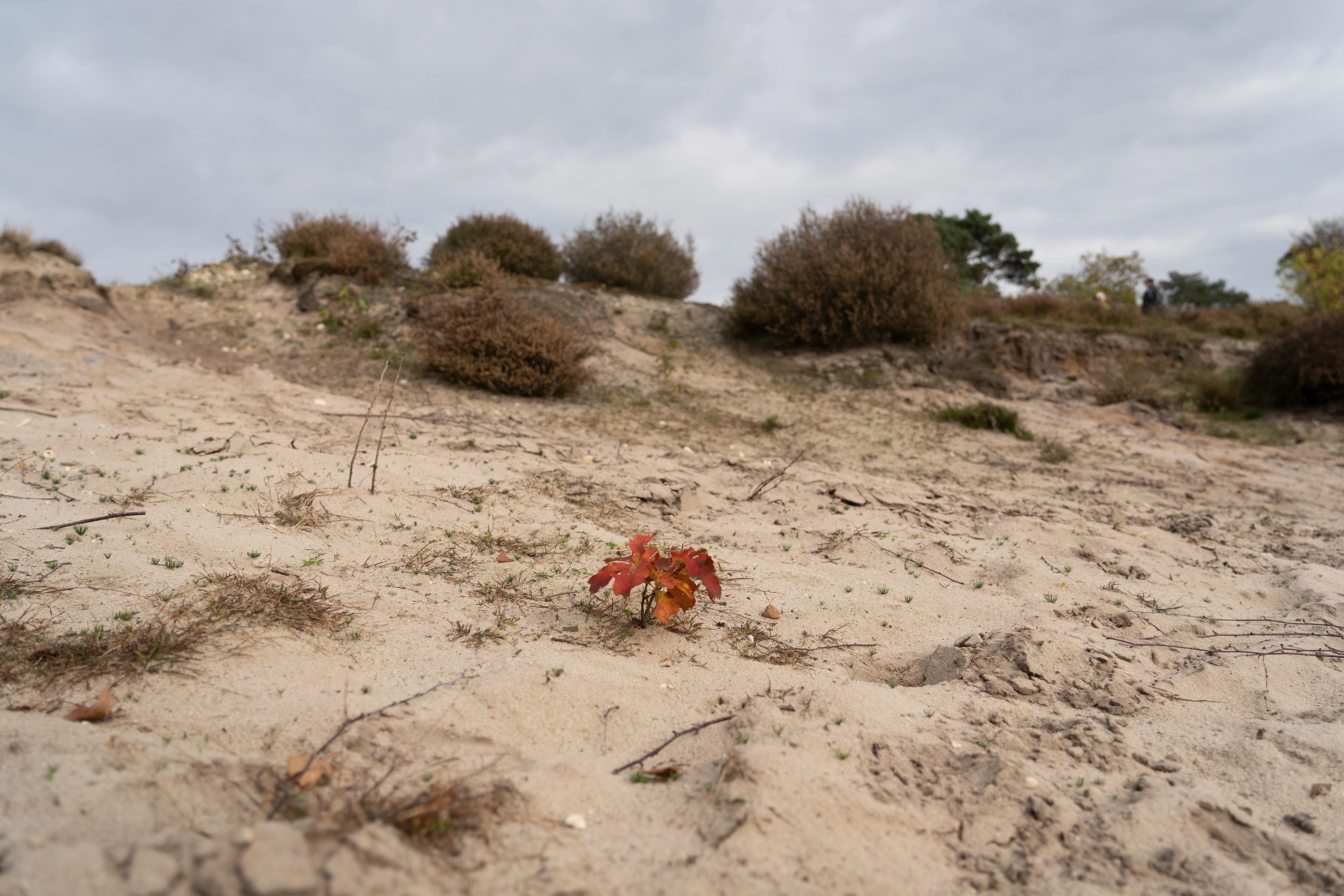 Nature scene 02 large